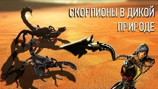 СКОРПИОНЫ В ДИКОЙ ПРИРОДЕ