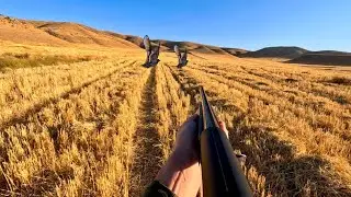 BERETTA İLE İLK AV | HARİKA BILDIRCIN AVI | QUAIL HUNTING | صيد السمان | охота на перепелов