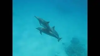 Дельфинчики 2