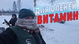 ВИТАМИН для ОЛЕНЕЙ. Операция 