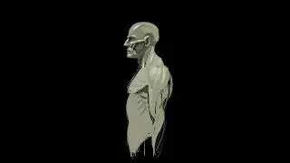 Anatomy study by 