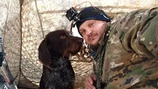 Охота на селезня с дратхааром.