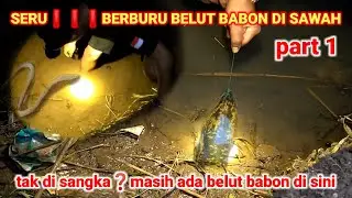SERU❗BERBURU BELUT BABON DI MALAM HARI part 1