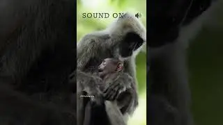 Voice of Monkeys Baby🐒