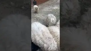 خرفان  في حديقة الحيوان#الحيوانات#عالم_الحيوان#ovce#sheep#animals#حيوانات#ostrava#zoo#czخروف#shorts#