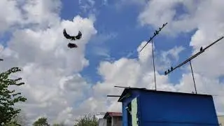 Серпастые голуби Сергиенко Д. С., г. Зугрэса 04.05.2020
