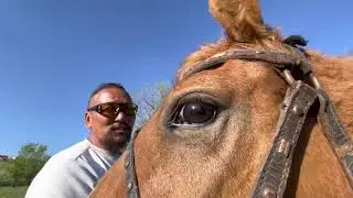 Загуляла Лада