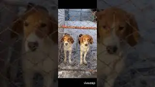 Потомок Салют 11 мес 16дней (  Астра  впкос √7449/23+Баян√7427/23) Первое место на России 2024