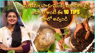 🔴ALL About తామలపాకు: 10 TIPS for GROWTH and Care for Betel Leaf at Home