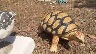 fiz um  boi nelore de cimento