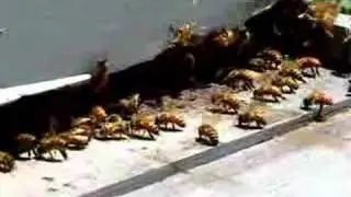 Hot Honeybees