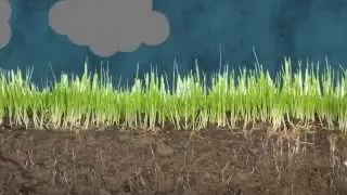 AE, 1st Independent Composition: Seed to Tree