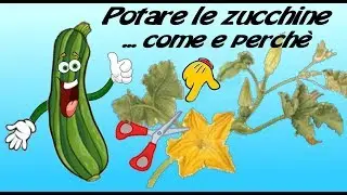 POTARE LE PIANTE DELLE ZUCCHINE