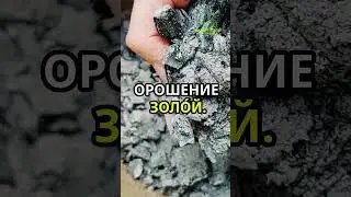 Томаты покраснеют от такой подкормки за пару дней! #рецепт #огород #овощи #томаты