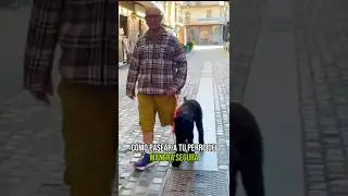 3 Infallible Techniques to PREVENT your DOG FROM PULLING or DRIFTING on the LEASH