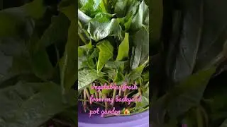 Jimat beli sayur.. petik2 ja.. tanam sendiri😁 #potgardening #gardening