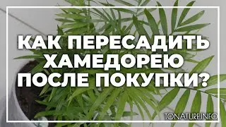 Как пересадить хамедорею после покупки? | toNature.Info