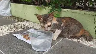 Memberi makan kucing jalanan yang lapar | Street Feeding #1