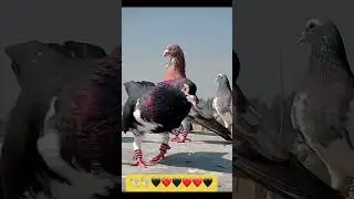 КАКАЯ КРАСОТА