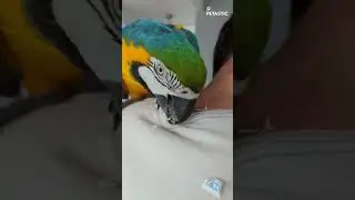 Macaw is focused on destroying Cloth Tags || PETASTIC 🐾