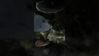 обитатели рифа