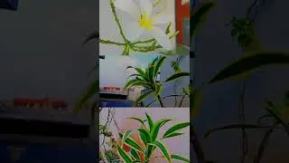 Morning vibes 🌞 Fresh air around plants= Heaven 🌄🥶#vibes #plants #shorts #viral