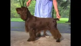 Field Spaniel - フィールド・スパニエル - AKC Dog breed series