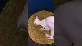 Успех #tiktok #коты #тренды #успех #деньги
