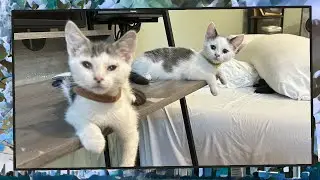 Foster Kitten Livestream (S11, E15) - Aug 18, 2024