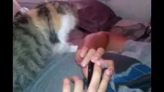 CAT GIVES BELLY MASSAGE