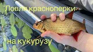 Ловля красноперки на кукурузу