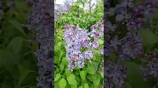 Сирень
