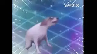 Dance with the dogs in the night time