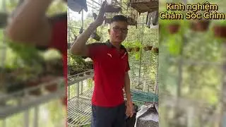 Kinh nghiệm chăm chim với những anh em kinh tế ít nhưng chăm Lông cực đẹp
