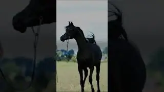 Arabian Knights! 💫🐴OMG😍 Arabian horse, most beautiful horse, horses #viral #shorts