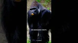 The Gorilla - Our Stronger Cousin