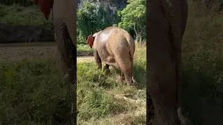 Truly a magical experience ✨🐘❤️ #travel #traveling #travelvlog #travelling #elephant #trending