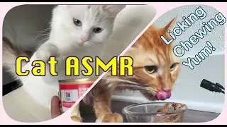 ASMR Cat Licking Mukbang: cats eating wet food, dry food, cracking, crunching sound