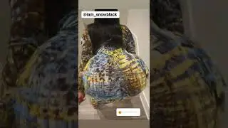 snowblack twerking to Peru by Ed sheeran (must watch)