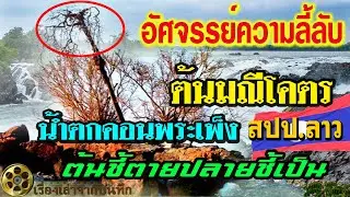 อัศจรรย์ความลี้ลับ! ตำนานต้นมณีโคตรแห่งน้ำตกคอนพระเพ็ง ลาว ต้นชี้ตายปลายชี้เป็น ຕຳນານຕົ້ນໄມ້ມະນີໂຄດ