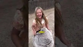 Малыш кенгуру думает, что эта сумка - его мама!