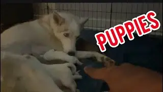 Naming the puppies