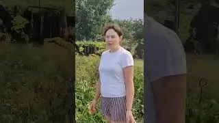 Thickets of tomatoes 