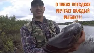 ЛОВЛЯ ХИЩНИКА, МНОГО РЫБЫ!!!