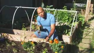 Tomatoes 101 with William Moss