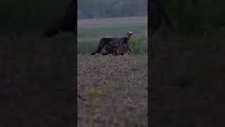 Heart pounding! #nwtf #turkeyhunting #hunt #hunting