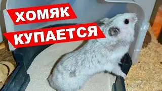ХОМЯК КУПАЕТСЯ | ПЕСОК ДЛЯ ХОМЯКА | САМЫЙ ЛУЧШИЙ ПЕСОК ДЛЯ КУПАНИЯ ХОМЯКОВ