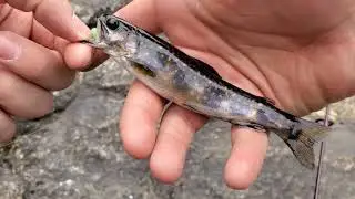 Ultralight fishing NATIVE BROOK TROUT in New Hampshire