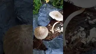 ❗Вместо опят вырасли неизвестные грибы❗ 