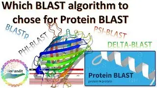 Which BLAST Algorithm to use for Protein-Protein BLAST